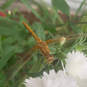 Meet your Posher, Nancy